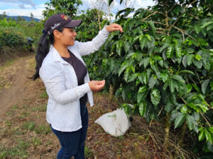 Marceli Calderón – Pacamara Washed